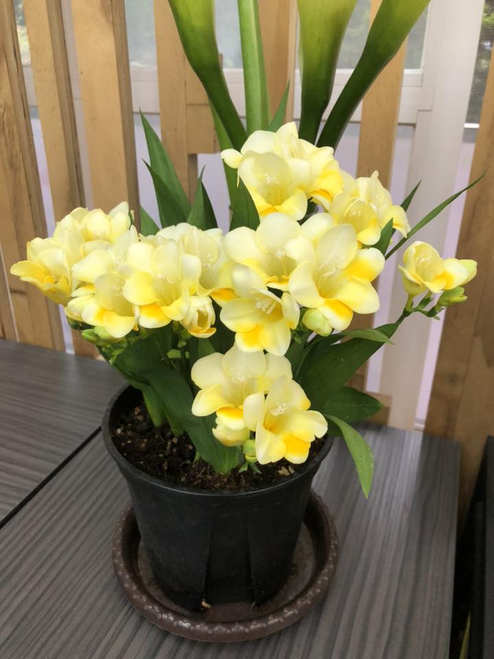 球根花卉園區照片