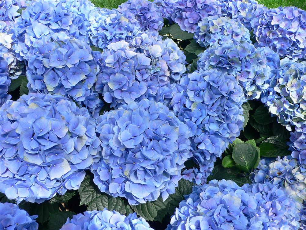 繡球花苗