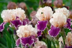 鳶尾花球根